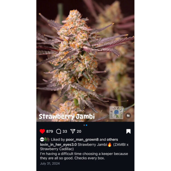 เมล็ดกัญชา Strawberry  Jambi (Fem) - Loving In Her Eyes Seeds - Image 7