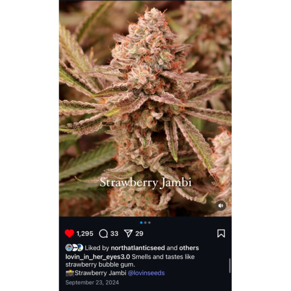 เมล็ดกัญชา Strawberry  Jambi (Fem) - Loving In Her Eyes Seeds - Image 6