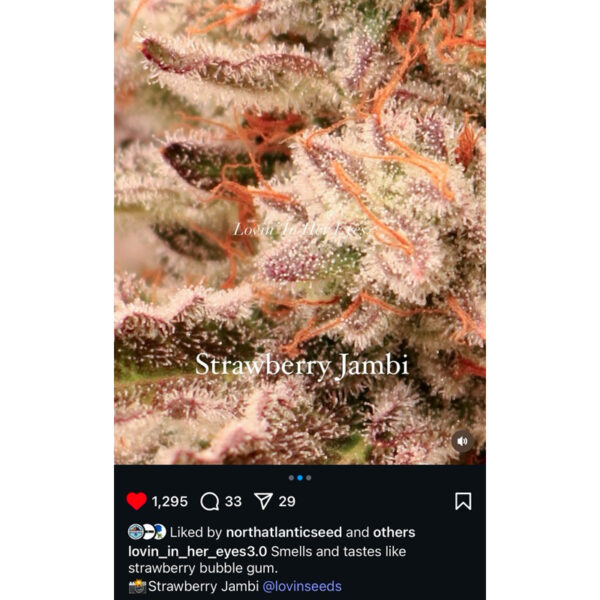 เมล็ดกัญชา Strawberry  Jambi (Fem) - Loving In Her Eyes Seeds - Image 5
