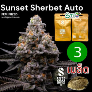 เมล็ดกัญชา Sunset Sherbet (Auto) - Seeds Genetics.Co