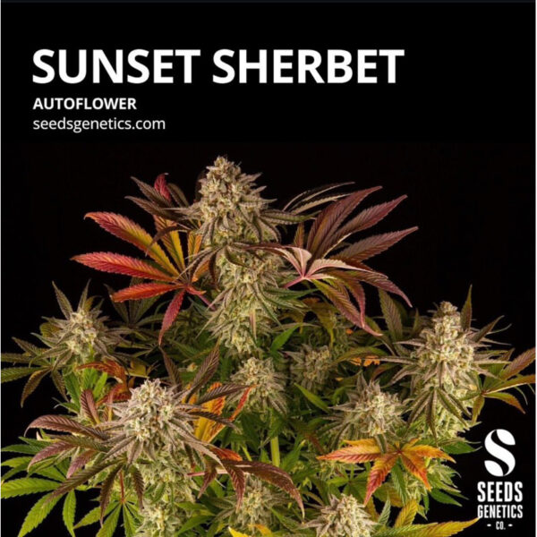 เมล็ดกัญชา Sunset Sherbet (Auto) - Seeds Genetics.Co - Image 3