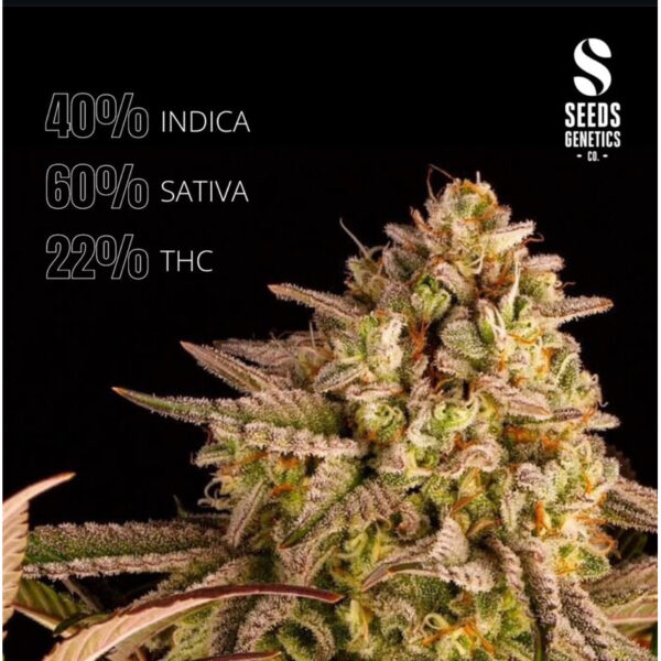 เมล็ดกัญชา Sunset Sherbet (Auto) - Seeds Genetics.Co - Image 5
