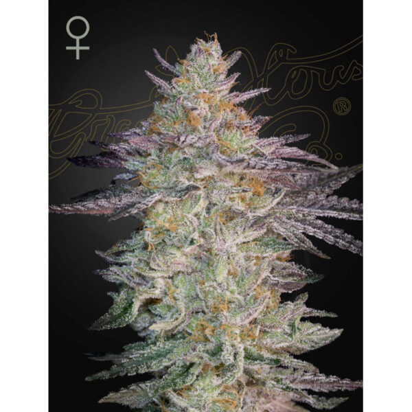 เมล็ดพันธุ์กัญชา  Super Lemon Haze x GMO (Fem) - Green House Seeds.Co - Image 2