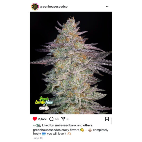 เมล็ดพันธุ์กัญชา  Super Lemon Haze x GMO (Fem) - Green House Seeds.Co - Image 5