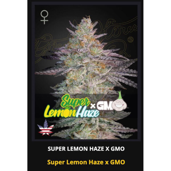 เมล็ดพันธุ์กัญชา  Super Lemon Haze x GMO (Fem) - Green House Seeds.Co - Image 4