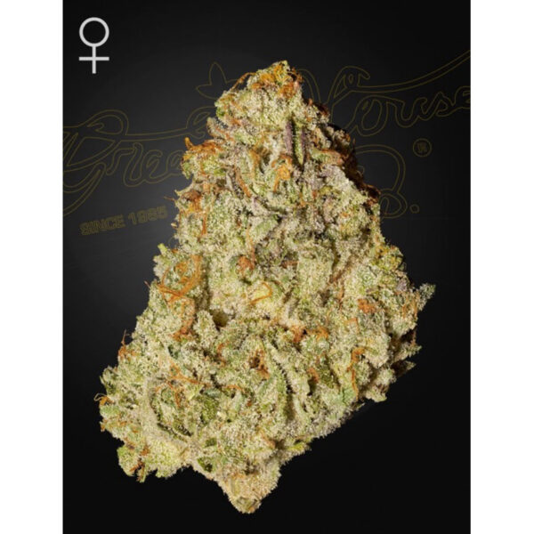เมล็ดพันธุ์กัญชา  Super Lemon Haze x GMO (Fem) - Green House Seeds.Co - Image 3