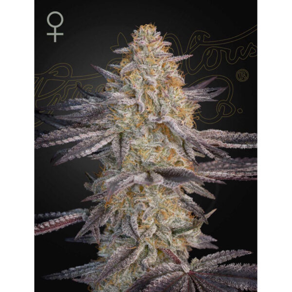 เมล็ดพันธุ์กัญชา  Super Lemon Haze x RS11 (Fem) - Green House Seeds.Co - Image 2