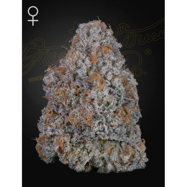 เมล็ดพันธุ์กัญชา  Super Lemon Haze x RS11 (Fem) - Green House Seeds.Co - Image 4