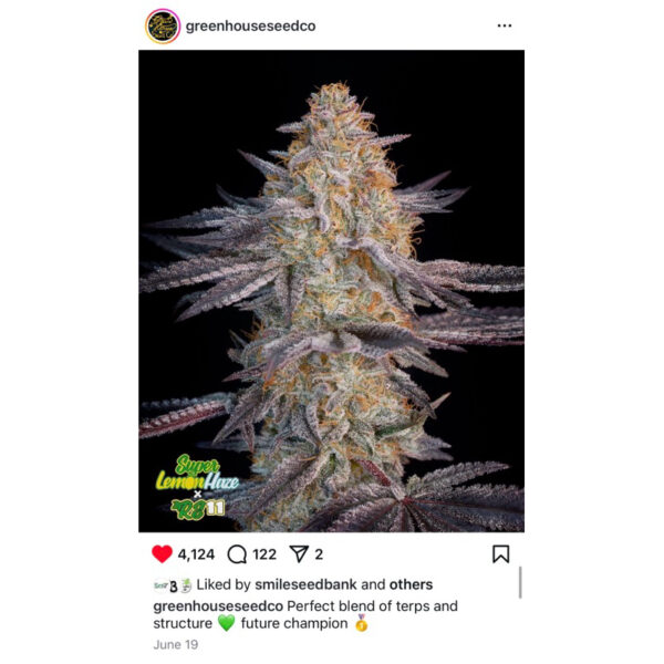 เมล็ดพันธุ์กัญชา  Super Lemon Haze x RS11 (Fem) - Green House Seeds.Co - Image 3