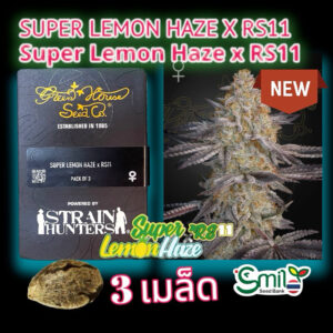 เมล็ดพันธุ์กัญชา  Super Lemon Haze x RS11 (Fem) - Green House Seeds.Co