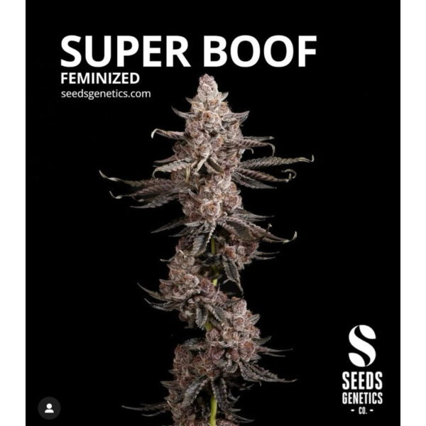 เมล็ดกัญชา Super Boof (Fem) ใหม่* - Seeds Genetics.Co - Image 2