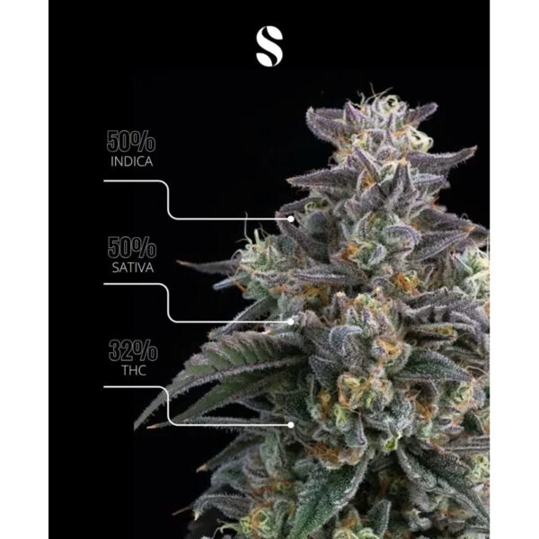 เมล็ดกัญชา Super Boof (Fem) ใหม่* - Seeds Genetics.Co - Image 4