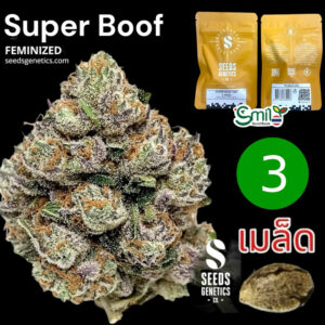 เมล็ดกัญชา Super Boof (Fem) ใหม่* - Seeds Genetics.Co