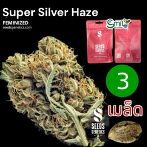 เมล็ดกัญชา Super Silver Haze (Fem) - Seeds Genetic.Co