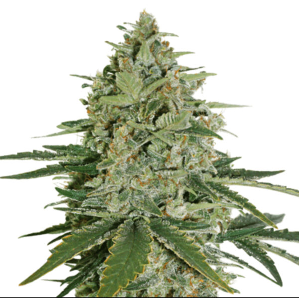 เมล็ดกัญชา Super Skunk (Fem) - Seeds Genetics.Co - Image 2