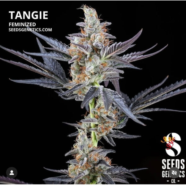 เมล็ดกัญชา Tangie (Fem) - Seeds Genetics.Co - Image 2