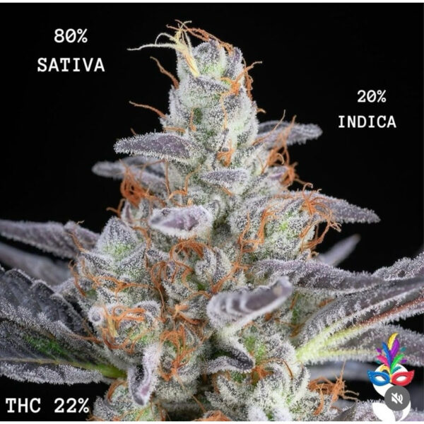 เมล็ดกัญชา Tangie (Fem) - Seeds Genetics.Co - Image 6