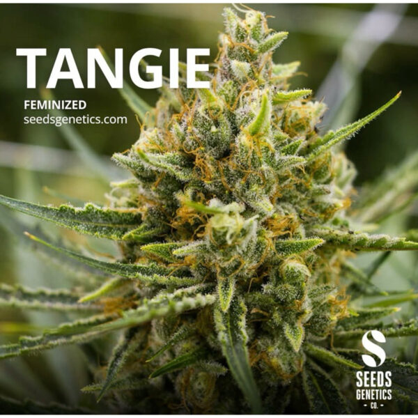 เมล็ดกัญชา Tangie (Fem) - Seeds Genetics.Co - Image 5