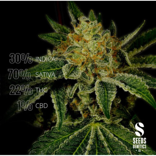 เมล็ดกัญชา Tangie (Fem) - Seeds Genetics.Co - Image 4