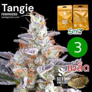 เมล็ดกัญชา Tangie (Fem) - Seeds Genetics.Co