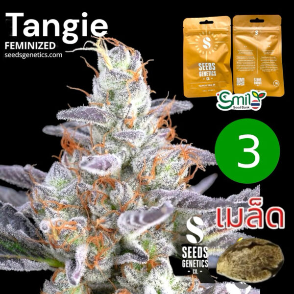 เมล็ดกัญชา Tangie (Fem) - Seeds Genetics.Co