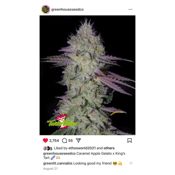 เมล็ดพันธุ์กัญชา Tart Tatin (Fem) - Green House Seeds.Co - Image 4