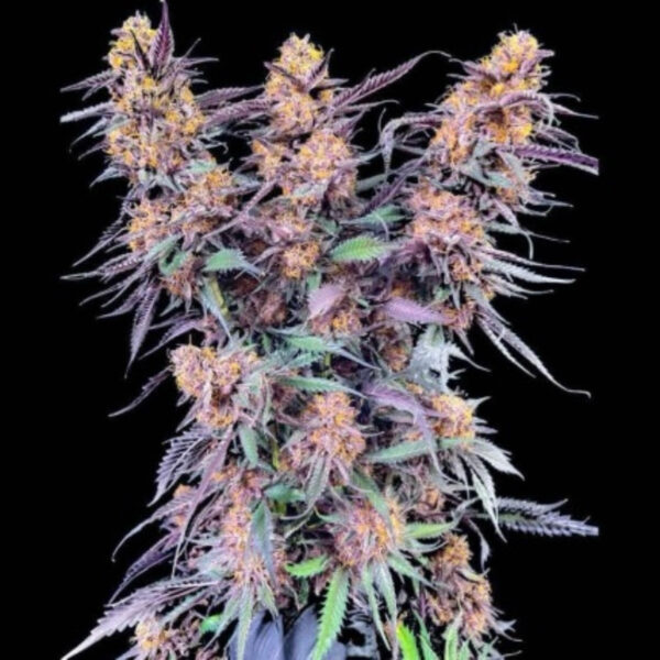 เมล็ดกัญชา The Purple Collection (Fem) - Loving In Her Eyes Seeds - Image 4