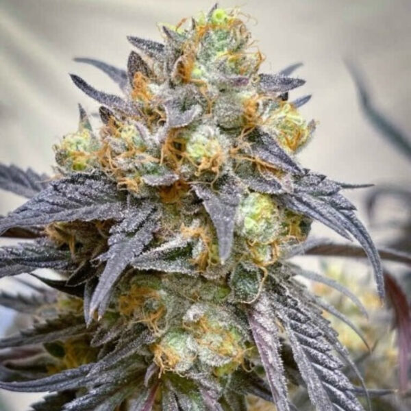 เมล็ดกัญชา The Purple Collection (Fem) - Loving In Her Eyes Seeds - Image 3