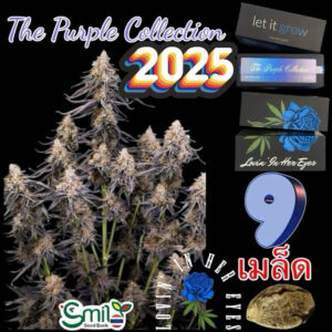 เมล็ดกัญชา The Purple Collection (Fem) - Loving In Her Eyes Seeds