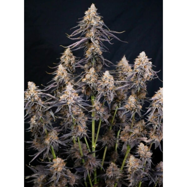 เมล็ดกัญชา The Purple Collection (Fem) - Loving In Her Eyes Seeds - Image 2