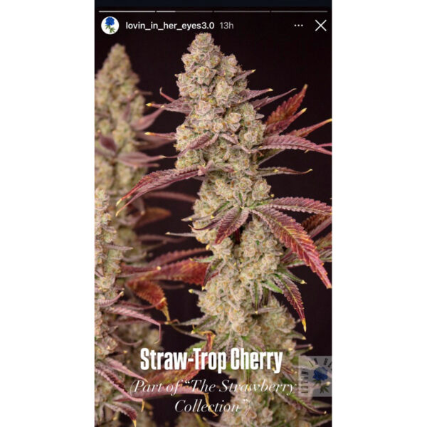 เมล็ดกัญชา The Strawberry Collection (Fem) - Loving In Her Eyes Seeds - Image 2