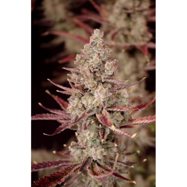 เมล็ดกัญชา The Strawberry Collection (Fem) - Loving In Her Eyes Seeds - Image 4