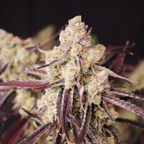 เมล็ดกัญชา The Strawberry Collection (Fem) - Loving In Her Eyes Seeds - Image 3
