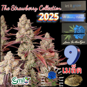 เมล็ดกัญชา The Strawberry Collection (Fem) - Loving In Her Eyes Seeds