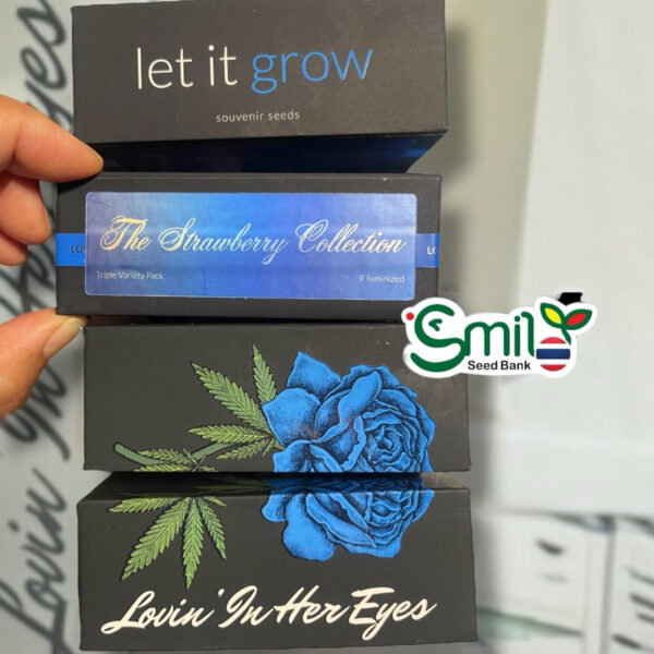 เมล็ดกัญชา The Strawberry Collection (Fem) - Loving In Her Eyes Seeds - Image 5