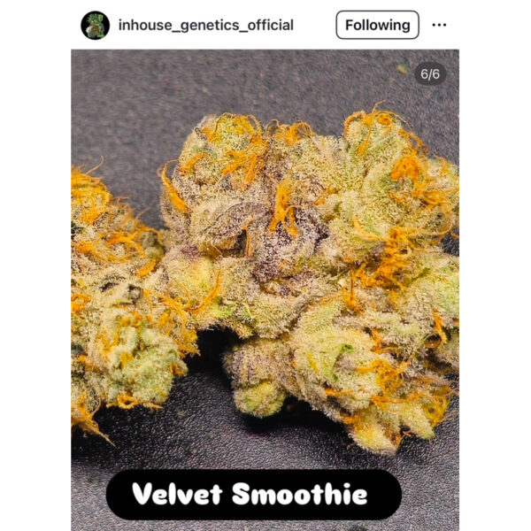เมล็ดกัญชา Velvet Smoothie (Fem) 12/2024* ใหม่ - In House Genetics - Image 3