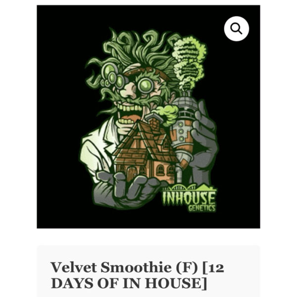 เมล็ดกัญชา Velvet Smoothie (Fem) 12/2024* ใหม่ - In House Genetics - Image 6