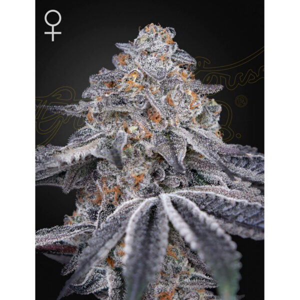 เมล็ดพันธุ์กัญชา Velvet Moon (Fem) ขายดี* - Green House Seeds.Co - Image 2