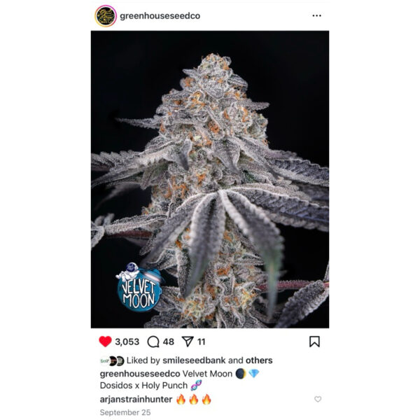 เมล็ดพันธุ์กัญชา Velvet Moon (Fem) ขายดี* - Green House Seeds.Co - Image 6