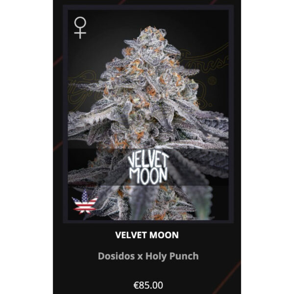 เมล็ดพันธุ์กัญชา Velvet Moon (Fem) ขายดี* - Green House Seeds.Co - Image 5