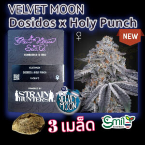 เมล็ดพันธุ์กัญชา Velvet Moon (Fem) ขายดี* - Green House Seeds.Co