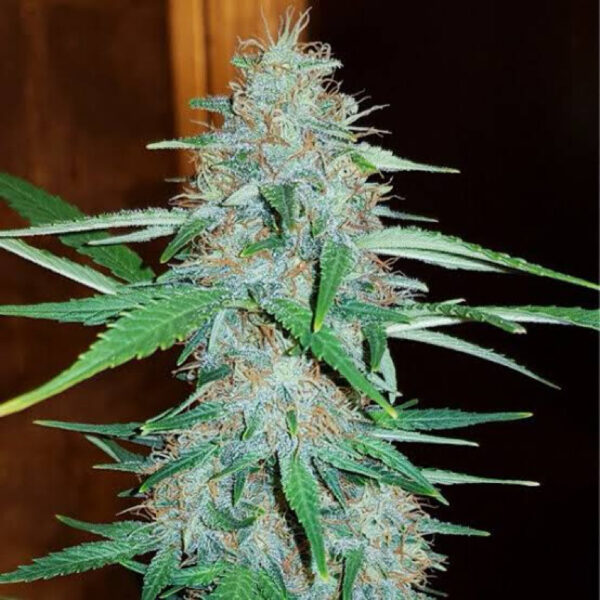 เมล็ดกัญชา  White Widow (Fem) - Seeds Genetics.Co - Image 3
