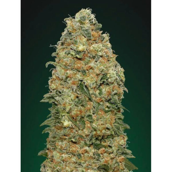 เมล็ดกัญชา  White Widow (Fem) - Seeds Genetics.Co - Image 4