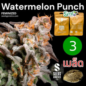 เมล็ดกัญชา Watermelon Punch (Fem) - Seeds Genetics.Co