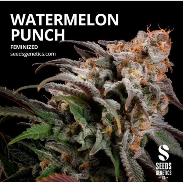 เมล็ดกัญชา Watermelon Punch (Fem) - Seeds Genetics.Co - Image 2
