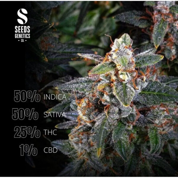 เมล็ดกัญชา Watermelon Punch (Fem) - Seeds Genetics.Co - Image 7