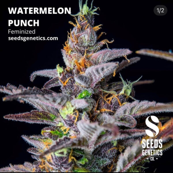 เมล็ดกัญชา Watermelon Punch (Fem) - Seeds Genetics.Co - Image 6