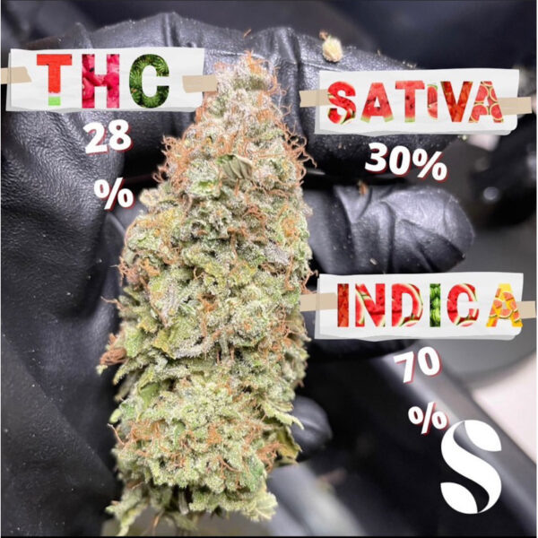 เมล็ดกัญชา Watermelon Punch (Fem) - Seeds Genetics.Co - Image 5