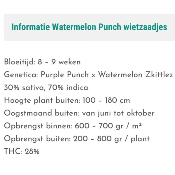 เมล็ดกัญชา Watermelon Punch (Fem) - Seeds Genetics.Co - Image 4