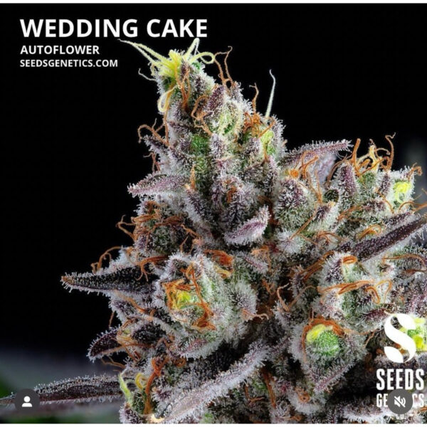 เมล็ดกัญชา Wedding Cake (Auto) - Seeds Genetics.Co - Image 2